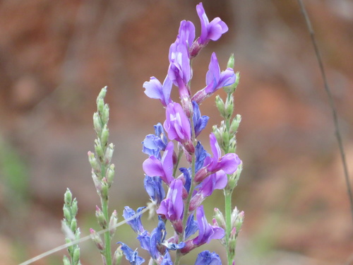 Lambert's Locoweed