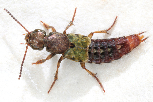 Abemus chloropterus