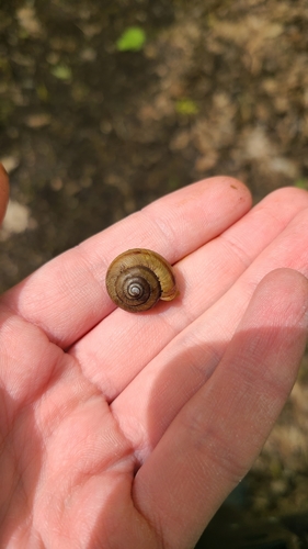 Banded Tigersnail