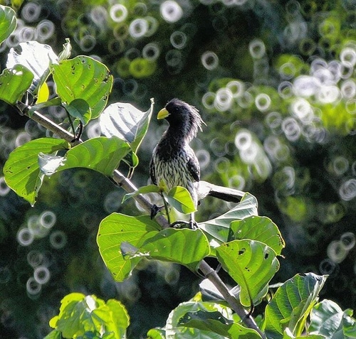 Western Plantain-eater