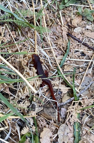 iNaturalist observation photo of Sierra Newt