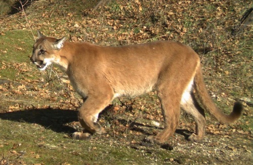 Hora pesadilla Asesino North American Mountain Lion (Subspecies Puma concolor couguar) ·  iNaturalist Canada