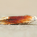 Reddish Eucosma Moth - Photo (c) Michael King, all rights reserved, uploaded by Michael H. King