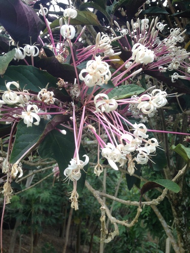 Clerodendrum image