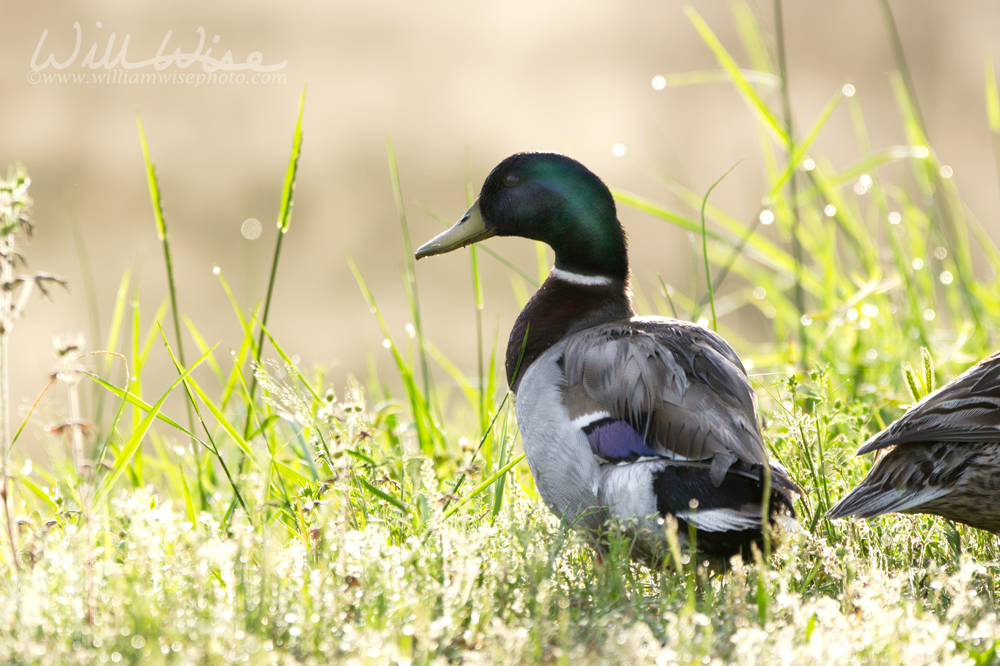 Mallard