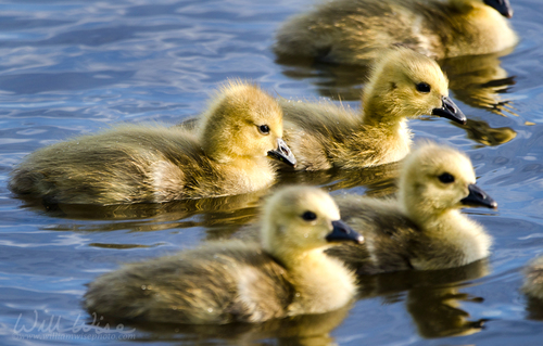 Canada Goose Hatchlings