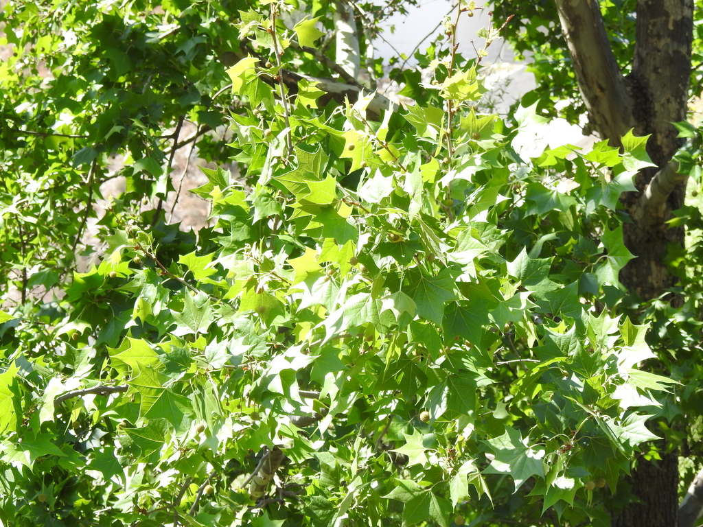 Sicómoro Americano desde Arteaga, Coahuila, Mexico el jueves, 29 de