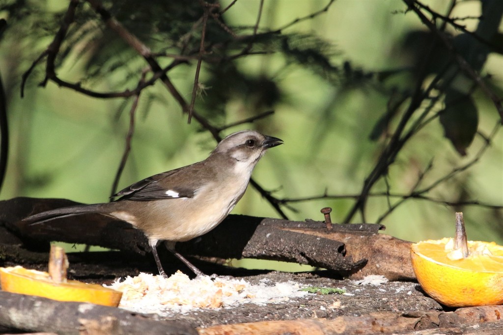 Pale-headed Brushfinch photo