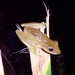 Crubixa Snouted Tree Frog - Photo (c) Matheus Canal, all rights reserved, uploaded by Matheus Canal