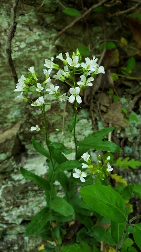 spreading rockcress (Arabis patens)