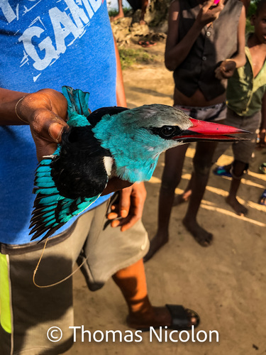 Blue-breasted Kingfisher