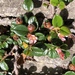 Cotoneaster rosiflorus - Photo (c) oldcat, todos los derechos reservados