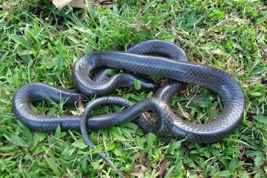 Mexican Snake Eater from San Andrés Tuxtla on June 20, 2008 by Elí ...