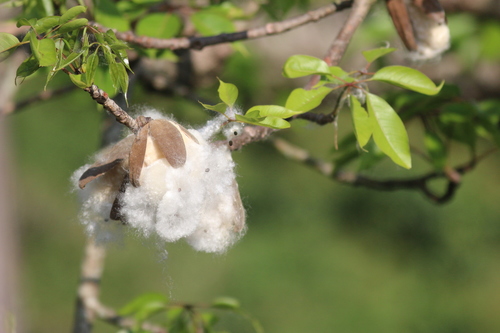 Red Silk Cotton Tree