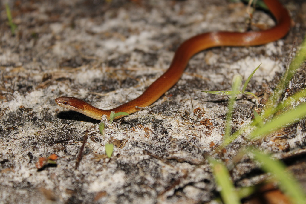 Pine Woods Littersnake in May 2021 by Grant Paris · iNaturalist