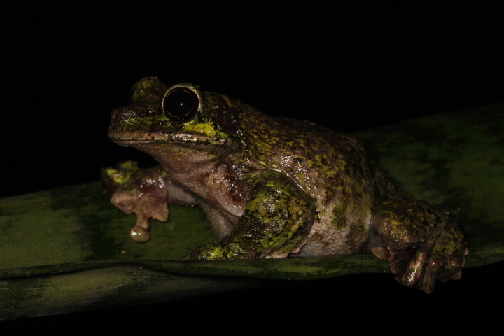 San Martin Fringe-limbed Tree Frog (Ecnomiohyla valancifer
