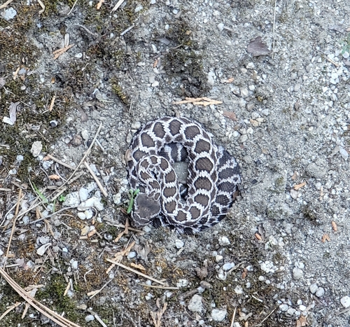 iNaturalist observation photo of Southern Pacific Rattlesnake