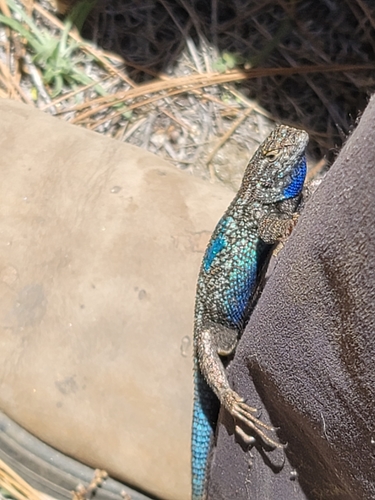 iNaturalist observation photo of Western Fence Lizard