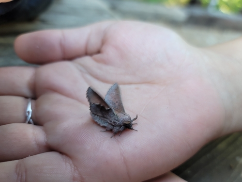 iNaturalist observation photo of American Lappet Moth