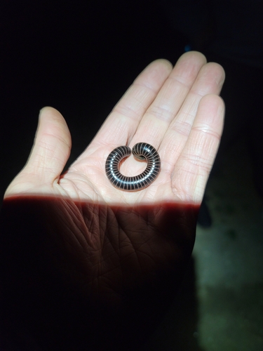 iNaturalist observation photo of Spirobolid Millipedes