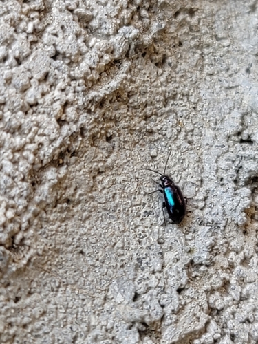 iNaturalist observation photo of Leaf Beetles and Allies