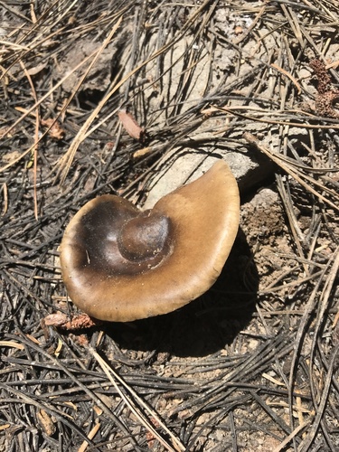iNaturalist observation photo of Snowmelt Clitocybe