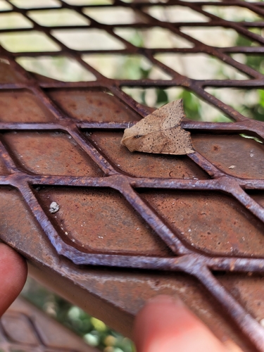 iNaturalist observation photo of Perigonica