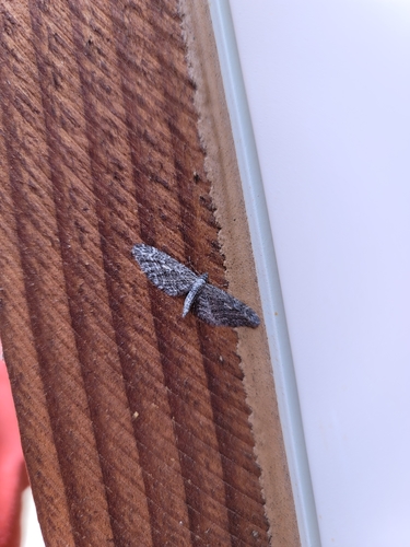 iNaturalist observation photo of Pug Moths & Allies