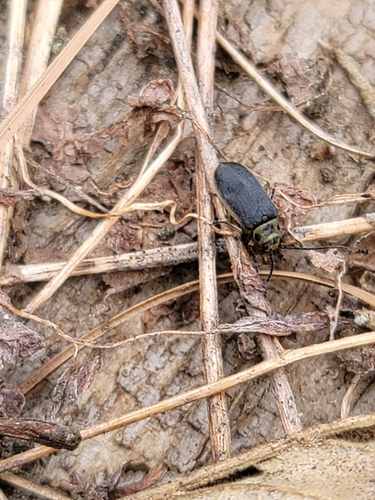 iNaturalist observation photo of Galerucini