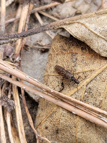 iNaturalist observation photo of Rolled-winged, Forest, and Winter Stoneflies