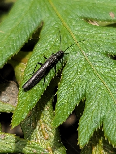 iNaturalist observation photo of Rolled-winged Stoneflies