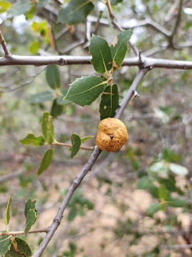 iNaturalist observation photo of Live Oak Apple Gall Wasp