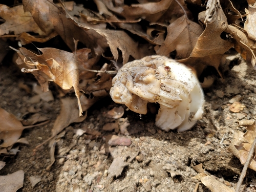 iNaturalist observation photo of Pezizales