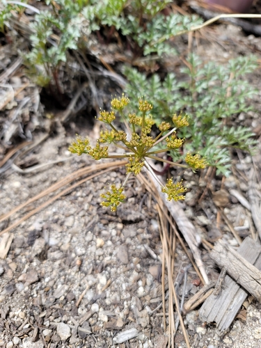 iNaturalist observation photo of Parish's umbrellawort