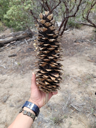 iNaturalist observation photo of sugar pine