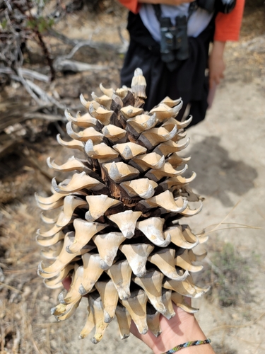 iNaturalist observation photo of Coulter pine