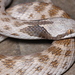 Chihuahuan Nightsnake - Photo (c) Eric Centenero Alcalá, all rights reserved, uploaded by Eric Centenero Alcalá