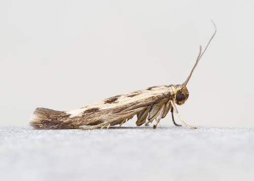Chenopodium Scythris Moth