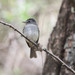 Gray-breasted Flycatcher - Photo (c) Thomas A. Driscoll, all rights reserved, uploaded by Thomas A. Driscoll