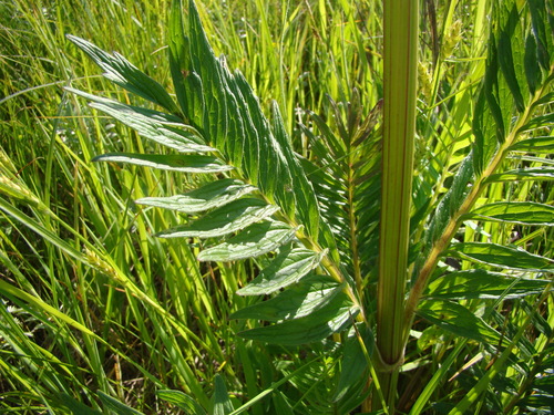 Vaistinis valerijonas nuotrauka