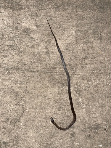 Golden-crowned Snake sighting