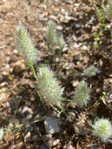 Narrow-leaved clover
