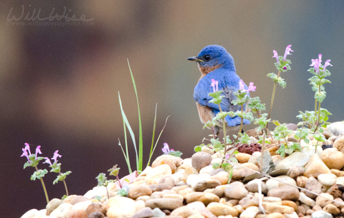 Eastern Bluebird