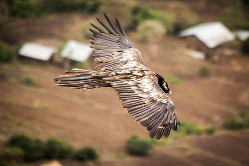 African Bearded Vulture