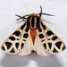 Mexican Tiger Moth - Photo (c) Gary McDonald, all rights reserved, uploaded by Gary McDonald