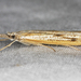 Agriphila attenuatus - Photo (c) Gary McDonald, all rights reserved, uploaded by Gary McDonald