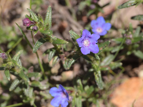 creeping gromwell