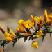 Ulex micranthus - Photo (c) EBIOPT, all rights reserved, uploaded by EBIOPT