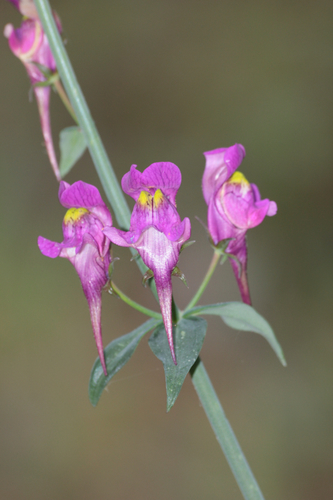 Three Birds Toadflax