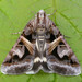 Figure-seven Moth - Photo (c) David Beadle, all rights reserved, uploaded by David Beadle